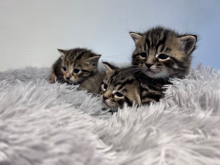 1/4 Maine coon kittens ready now for sale in Eastbourne, East Sussex
