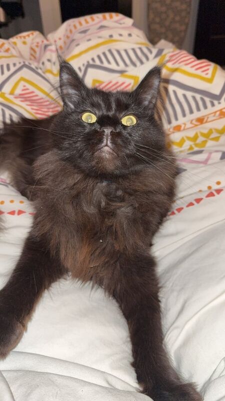 2 beautiful Maine coons for sale in Balderton, Nottinghamshire