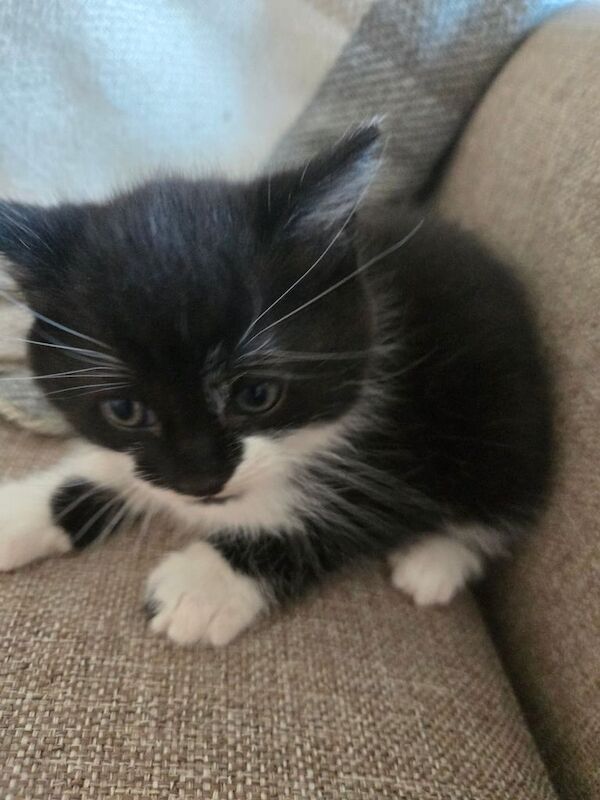 3 male kittens ready to leave now at 9 weeks for sale in Pudsey, West Yorkshire