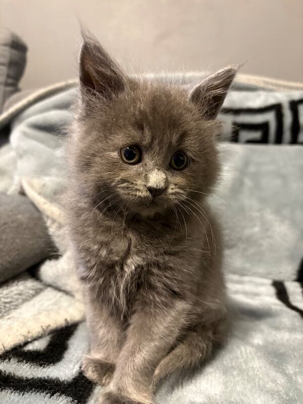7 Maine coon kittens ready now for sale in Dartford, Kent