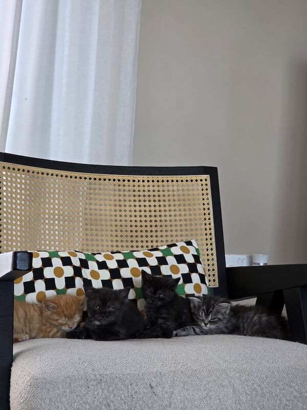 Adorable BSH/ Tortie x Main Coon Kittens for Sale - £800 for sale in South Croydon, Greater London