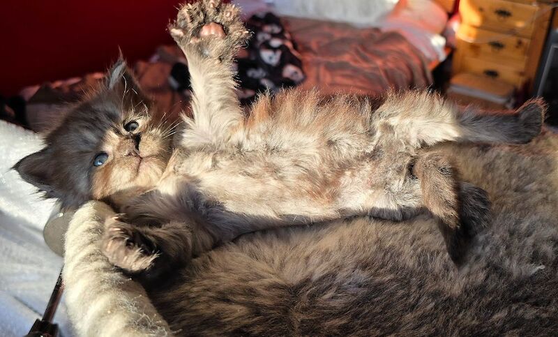 Adorable litter of 6666 polydactyl Maine coon kittens blue tabby and black smoke for sale in Bangor, North Down