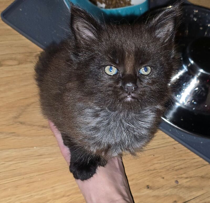 Adorable litter of 6666 polydactyl Maine coon kittens blue tabby and black smoke for sale in Bangor, North Down - Image 3