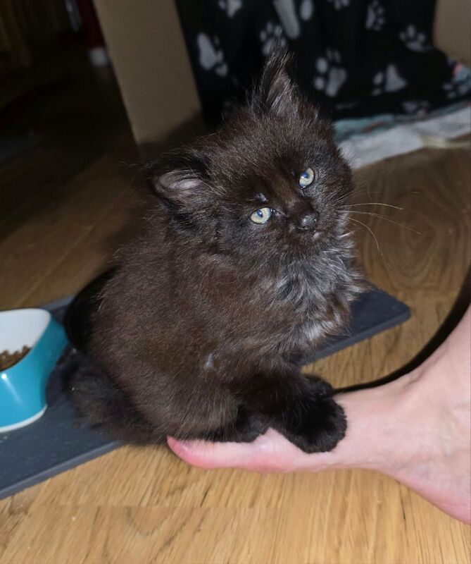 Adorable litter of 6666 polydactyl Maine coon kittens blue tabby and black smoke for sale in Bangor, North Down - Image 4