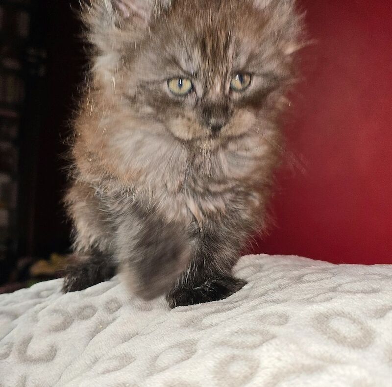 Adorable litter of 6666 polydactyl Maine coon kittens blue tabby and black smoke for sale in Bangor, North Down - Image 5