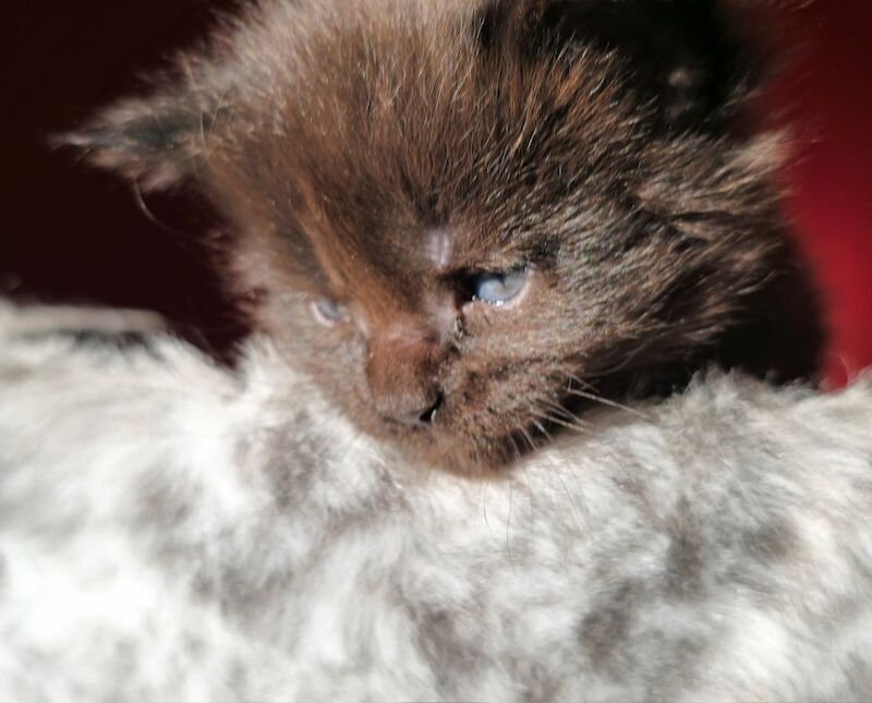 Adorable litter of 6666 polydactyl Maine coon kittens blue tabby and black smoke for sale in Bangor, North Down - Image 6