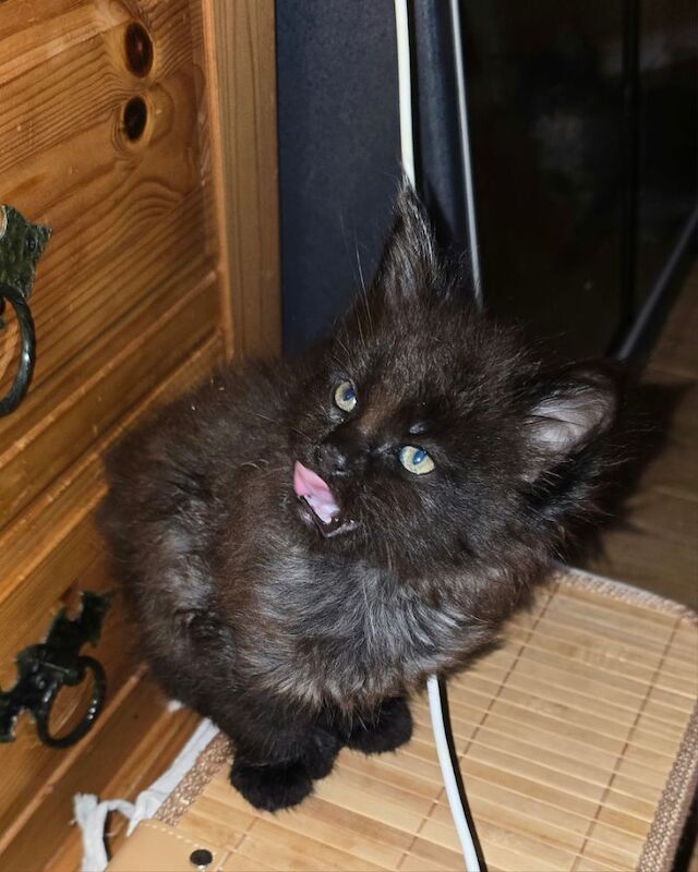 Adorable litter of 6666 polydactyl Maine coon kittens blue tabby and black smoke for sale in Bangor, North Down - Image 7