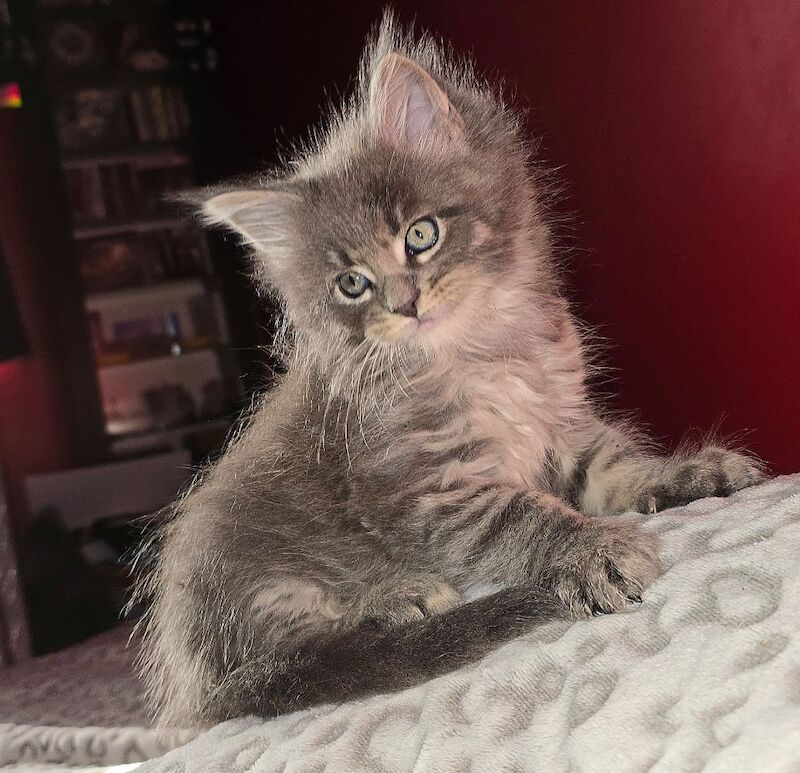 Adorable litter of 6666 polydactyl Maine coon kittens blue tabby and black smoke for sale in Bangor, North Down - Image 8