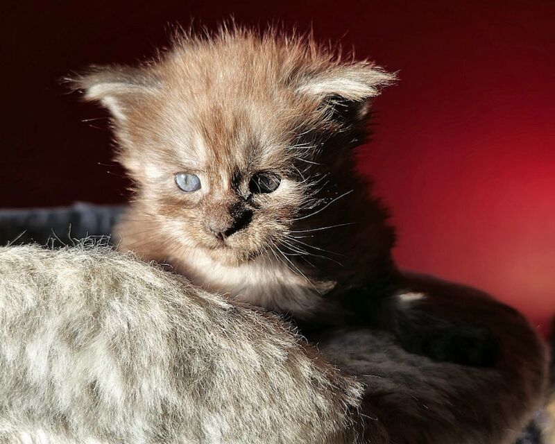 Adorable litter of 6666 polydactyl Maine coon kittens blue tabby and black smoke for sale in Bangor, North Down - Image 9