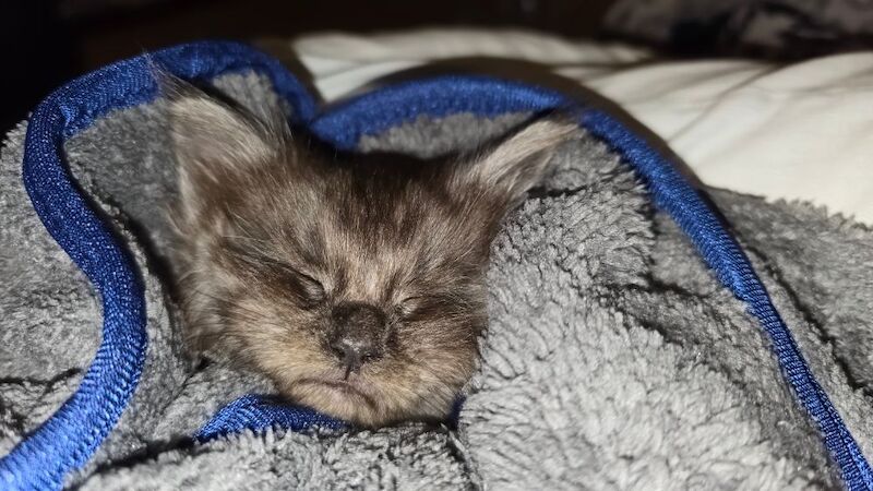 Adorable litter of 6666 polydactyl Maine coon kittens blue tabby and black smoke for sale in Bangor, North Down - Image 10