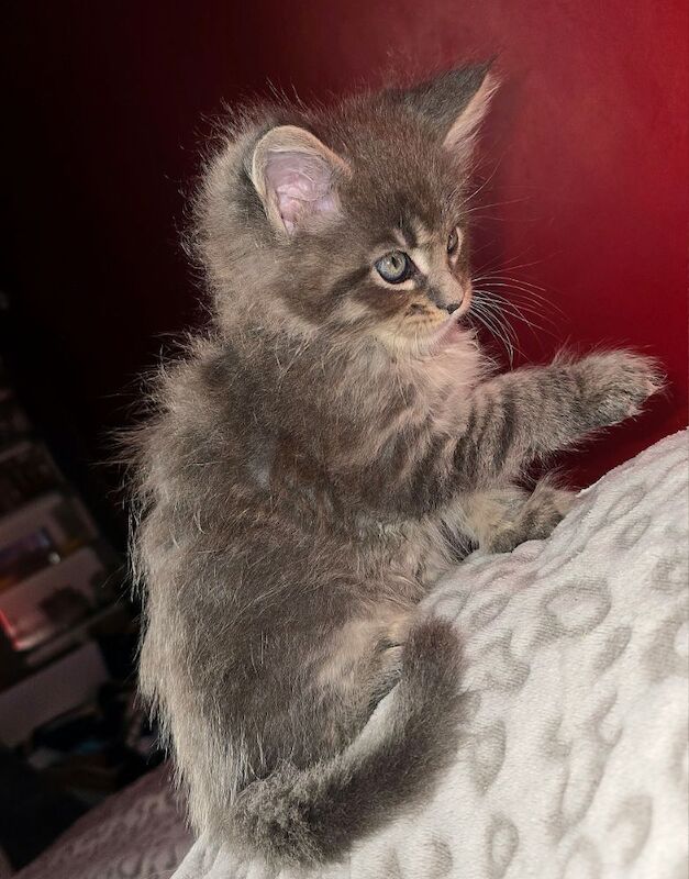 Adorable litter of 6666 polydactyl Maine coon kittens blue tabby and black smoke for sale in Bangor, North Down - Image 11