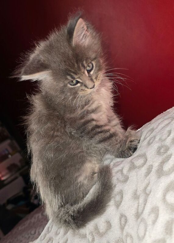 Adorable litter of 6666 polydactyl Maine coon kittens blue tabby and black smoke for sale in Bangor, North Down - Image 12