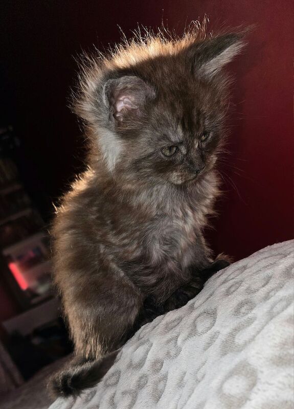 Adorable litter of 6666 polydactyl Maine coon kittens blue tabby and black smoke for sale in Bangor, North Down - Image 13