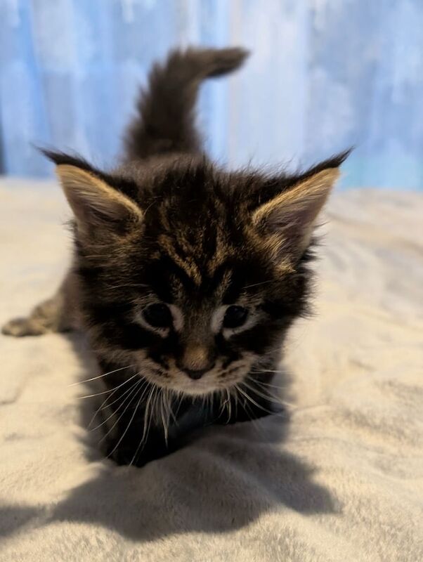 GCCF Registered Maine Coon Kittens For Sale