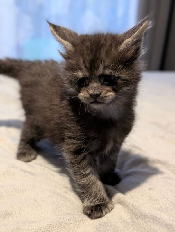 Adorable Maine Coon Kittens for sale in Sturry, Kent - Image 2