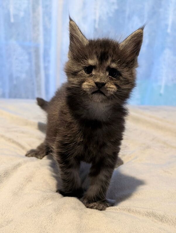 Adorable Maine Coon Kittens for sale in Sturry, Kent - Image 3