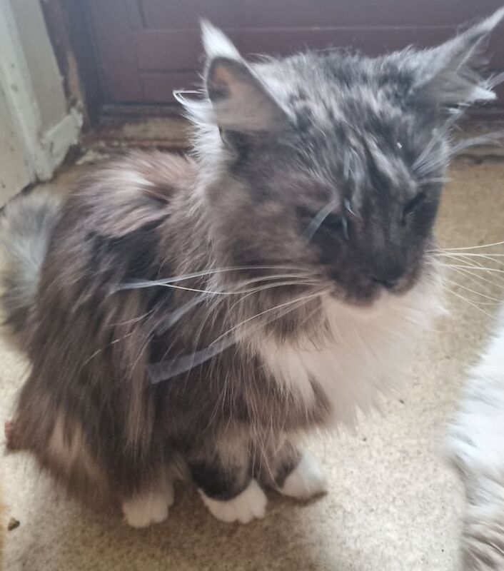 Adult cat's Maine Coon and Ragdoll for sale in Invergordon, Ross and Cromarty