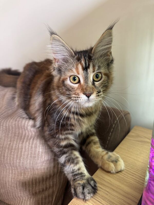 Beautiful female mainecoone kitten for sale in Helston, Cornwall - Image 2