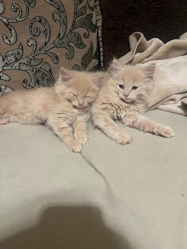 Beautiful Maine Coon Cross Boys for sale in Dartford, Kent