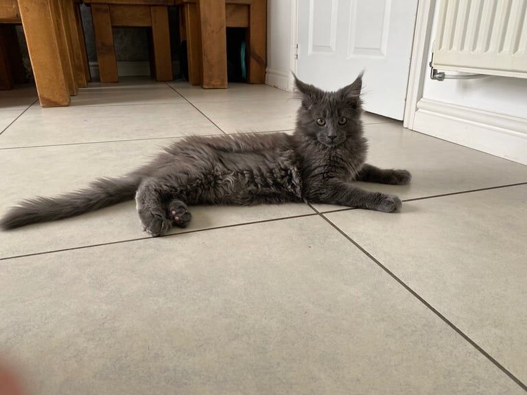 Beautiful TICA Maine Coon Kittens for sale in Seascale, Cumbria