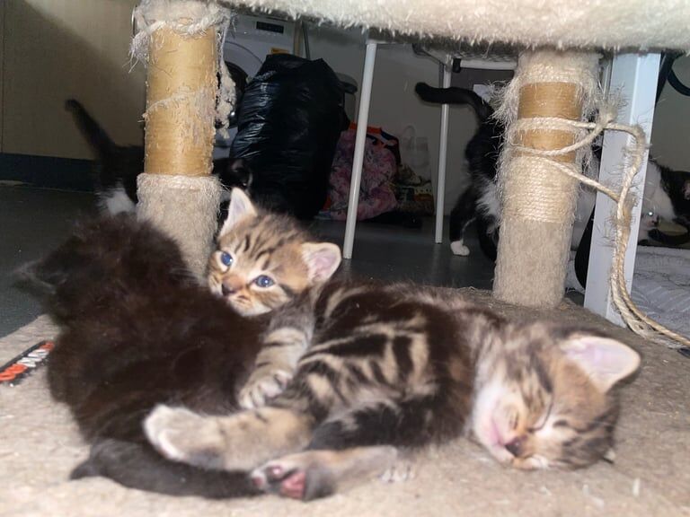 Beautiful unique kittens for a loving home for sale in Waltham Abbey, Essex - Image 3