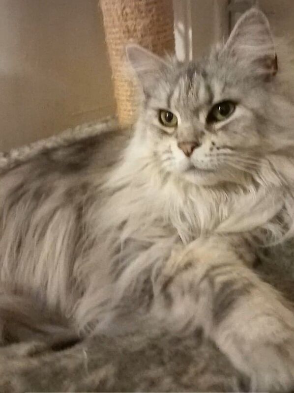 Big Beautiful Maine Coon Female for sale in Richmond, Greater London