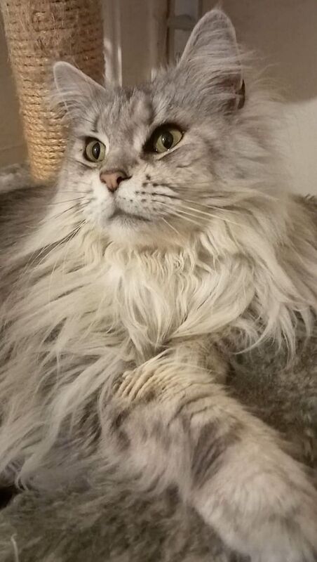 Big Beautiful Maine Coon Female for sale in Richmond, Greater London - Image 2