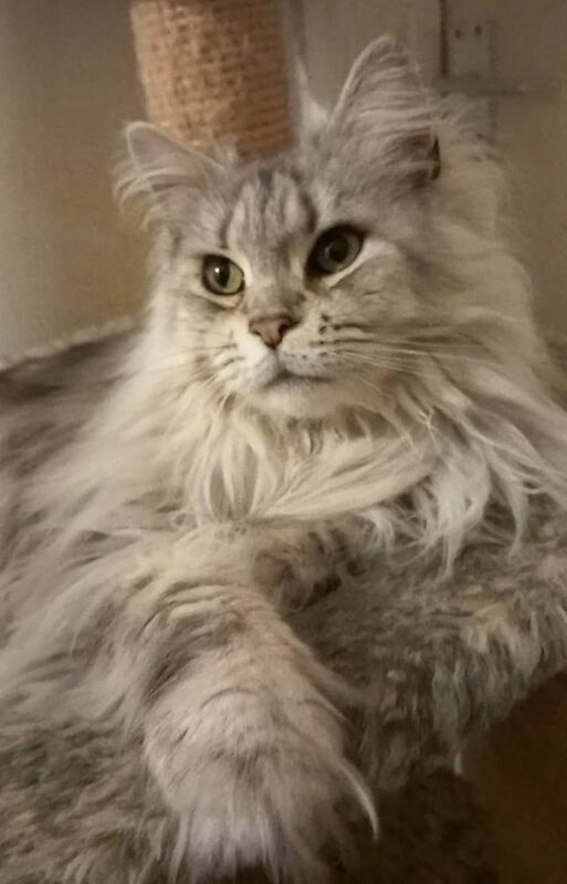 Big Beautiful Maine Coon Female for sale in Richmond, Greater London - Image 3