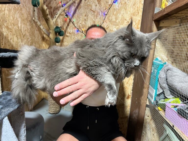 🔥BLUE KING SIZE MAINE COON🔥 for sale in Southampton, Hampshire