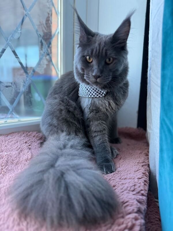 🔥BLUE KING SIZE MAINE COON🔥 for sale in Southampton, Hampshire - Image 2