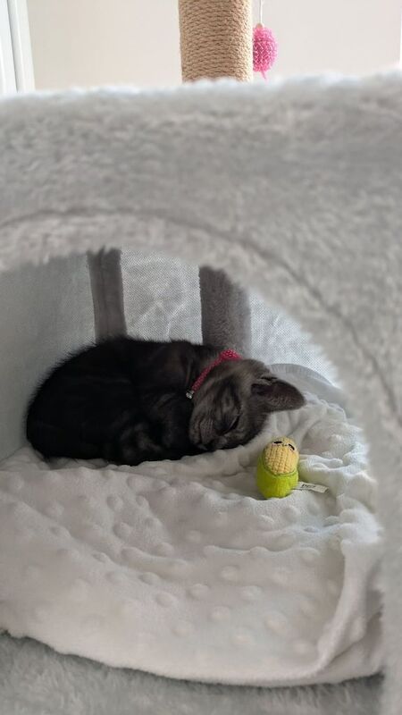 Female Kitten approx 12 weeks old *pending collection* for sale in Bordon, Hampshire