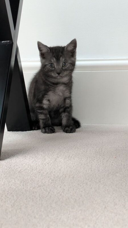 Female Kitten approx 12 weeks old *pending collection* for sale in Bordon, Hampshire - Image 2