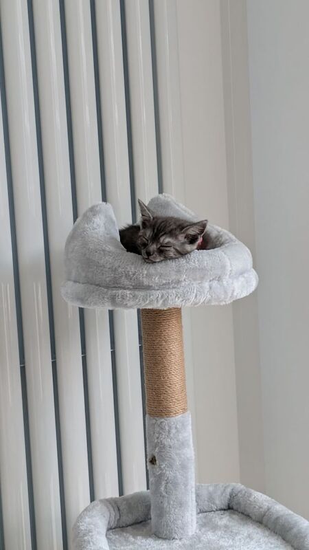 Female Kitten approx 12 weeks old *pending collection* for sale in Bordon, Hampshire - Image 3