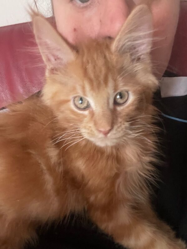 Maine Coon Kittens For Sale