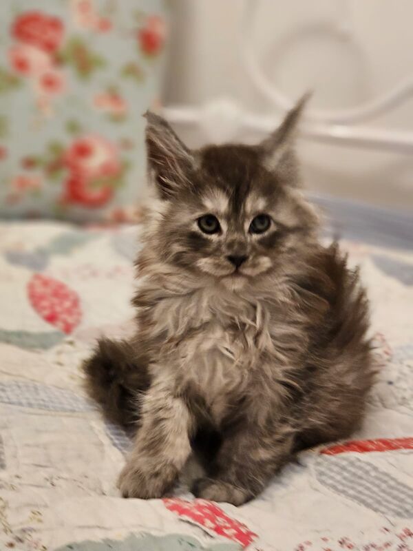 GCCF Maine Coon Kittens, 7th Gen champion line for sale in Bognor Regis, West Sussex