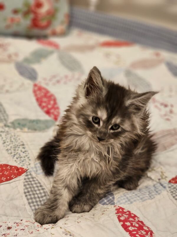 GCCF Maine Coon Kittens, 7th Gen champion line for sale in Bognor Regis, West Sussex - Image 2