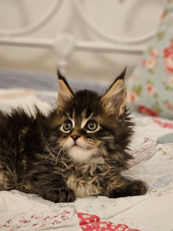 GCCF Maine Coon Kittens, 7th Gen champion line for sale in Bognor Regis, West Sussex - Image 3