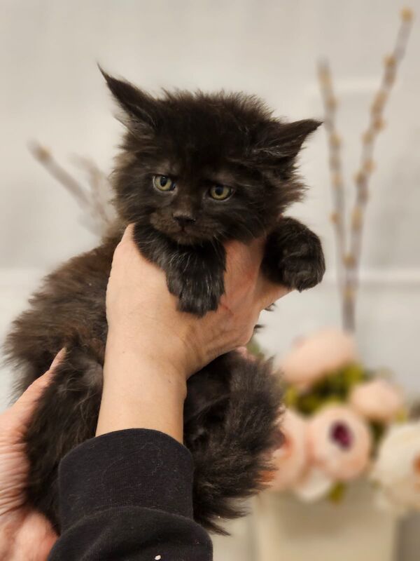 GCCF Maine Coon Kittens, 7th Gen champion line for sale in Bognor Regis, West Sussex - Image 5