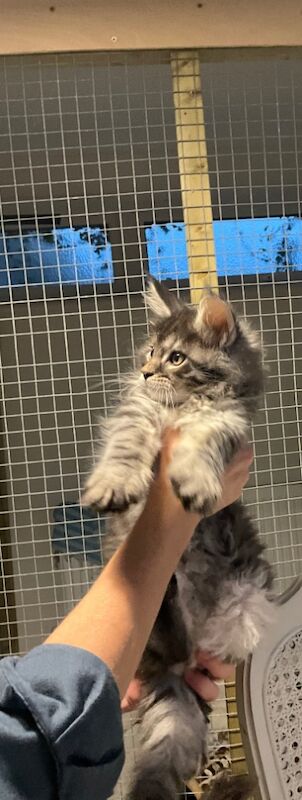 GCCF Maine Coon Kittens, 7th Gen champion line for sale in Bognor Regis, West Sussex - Image 7