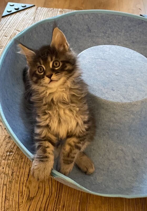 GCCF Maine Coon Kittens, 7th Gen champion line for sale in Bognor Regis, West Sussex - Image 10