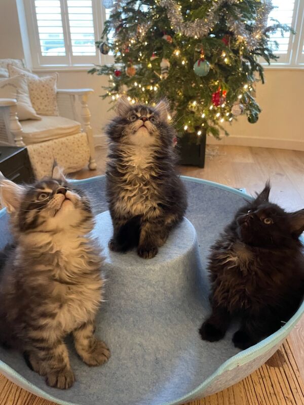 GCCF Maine Coon Kittens, 7th Gen champion line for sale in Bognor Regis, West Sussex - Image 11