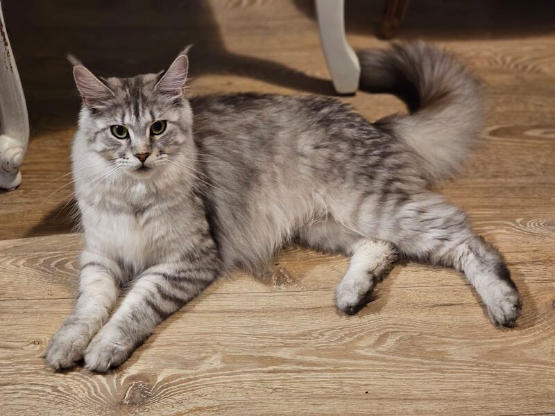 GCCF Maine Coon Kittens, 7th Gen champion line for sale in Bognor Regis, West Sussex - Image 12