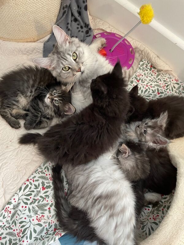 GCCF Maine Coon Kittens, 7th Gen champion line for sale in Bognor Regis, West Sussex - Image 13