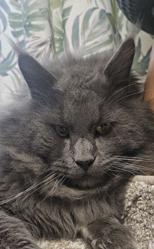 Giant maine coon kittens fluffy pows little lions 🦁 for sale in Houghton Regis, Bedfordshire