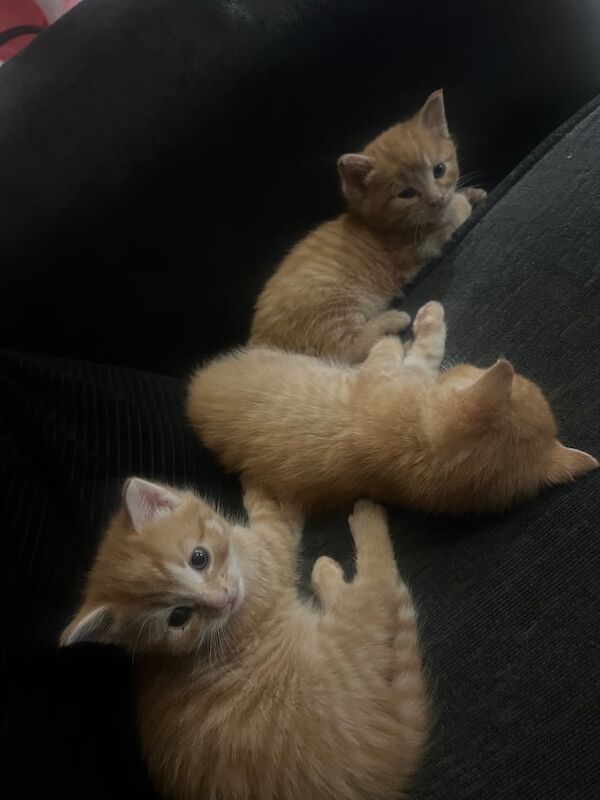 Ginger male kittens for sale in Oxford, Oxfordshire