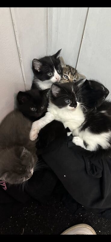 Maine Coon Kittens For Sale