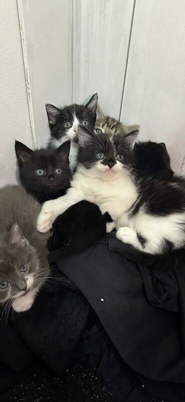 Gorgeous coon cross kittens 🐱 for sale in Epsom, Surrey - Image 2