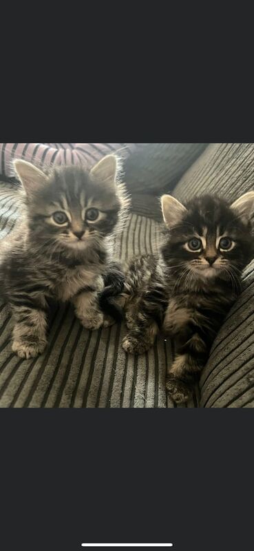 Gorgeous coon cross kittens 🐱 for sale in Epsom, Surrey - Image 3