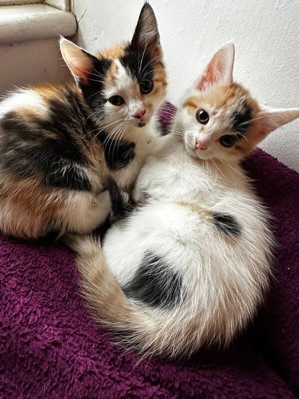 Lovely kittens and adult cat for sale in Portslade Village, East Sussex