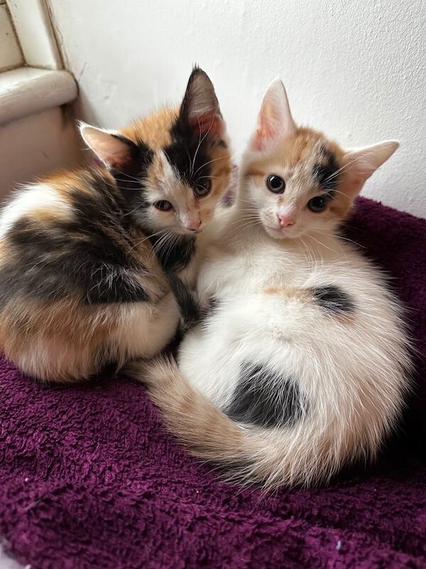 Lovely kittens and adult cat for sale in Portslade Village, East Sussex - Image 2